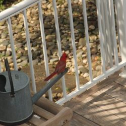Decks